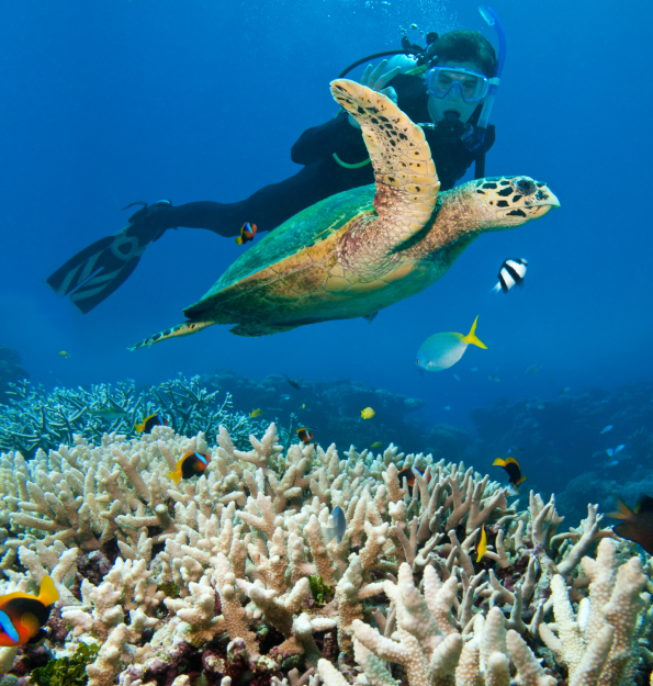 Scuba Diving